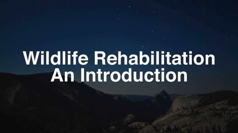 View Wildlife Rehabilitation: An Introduction Video Demonstration